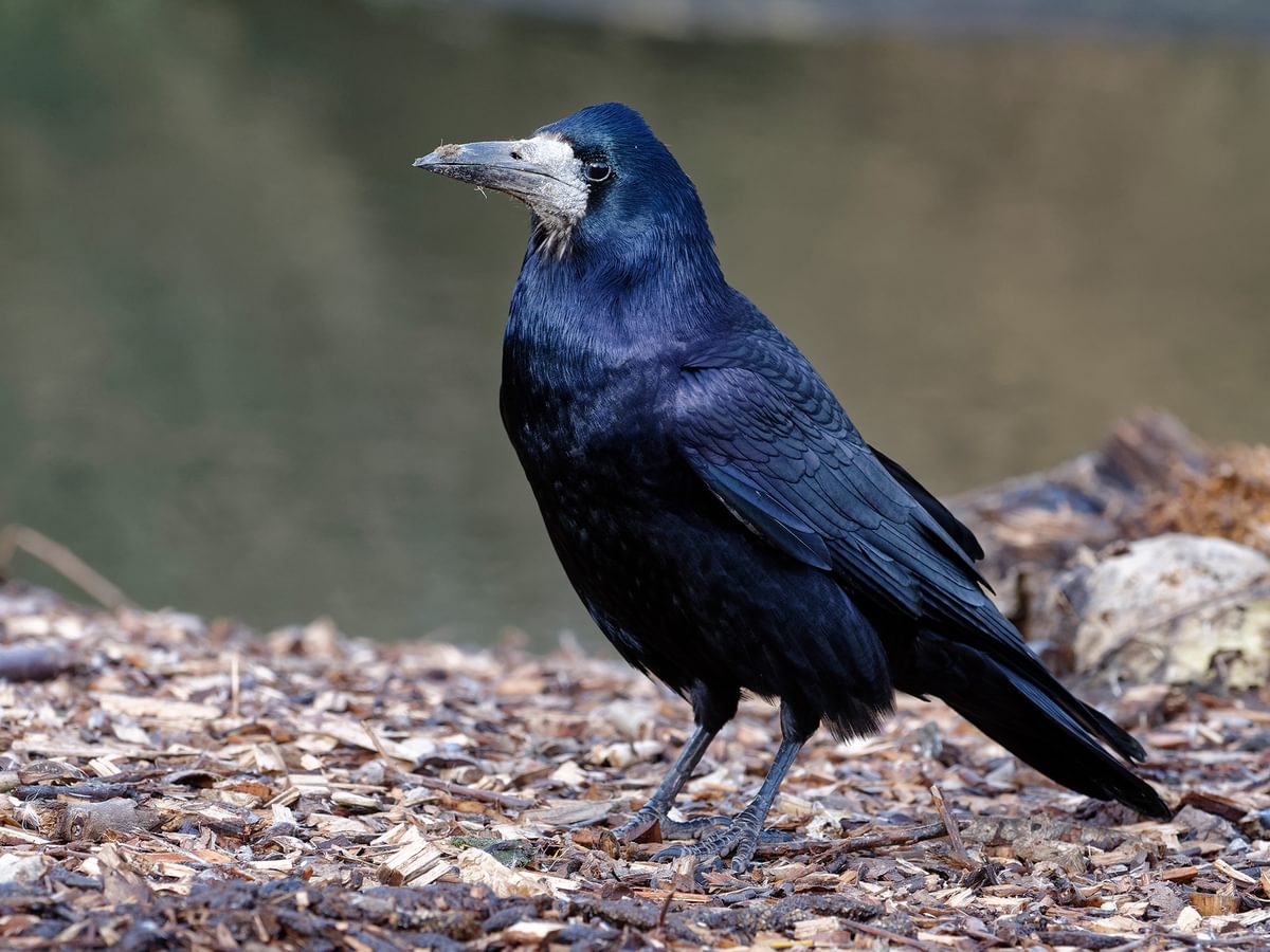 Rook Bird Facts (Corvus frugilegus) | Birdfact