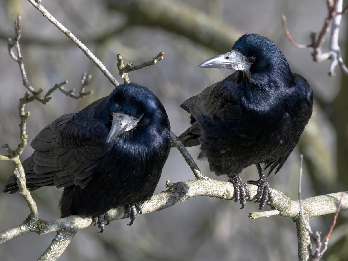 Rook Bird Facts (Corvus frugilegus) | Birdfact