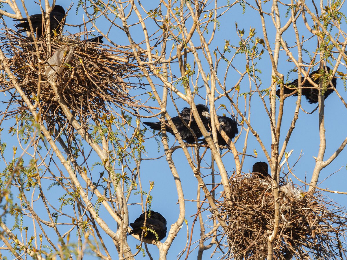 Rook Bird Facts (Corvus frugilegus) | Birdfact