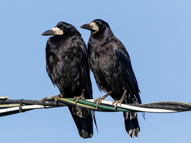 Rook Bird Facts (Corvus frugilegus) | Birdfact
