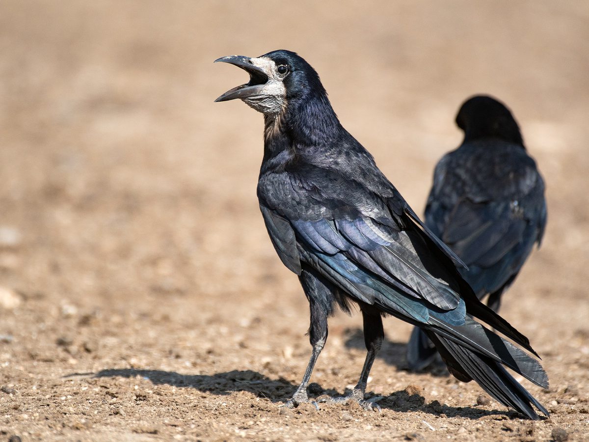 Rook Bird Facts (Corvus frugilegus) | Birdfact