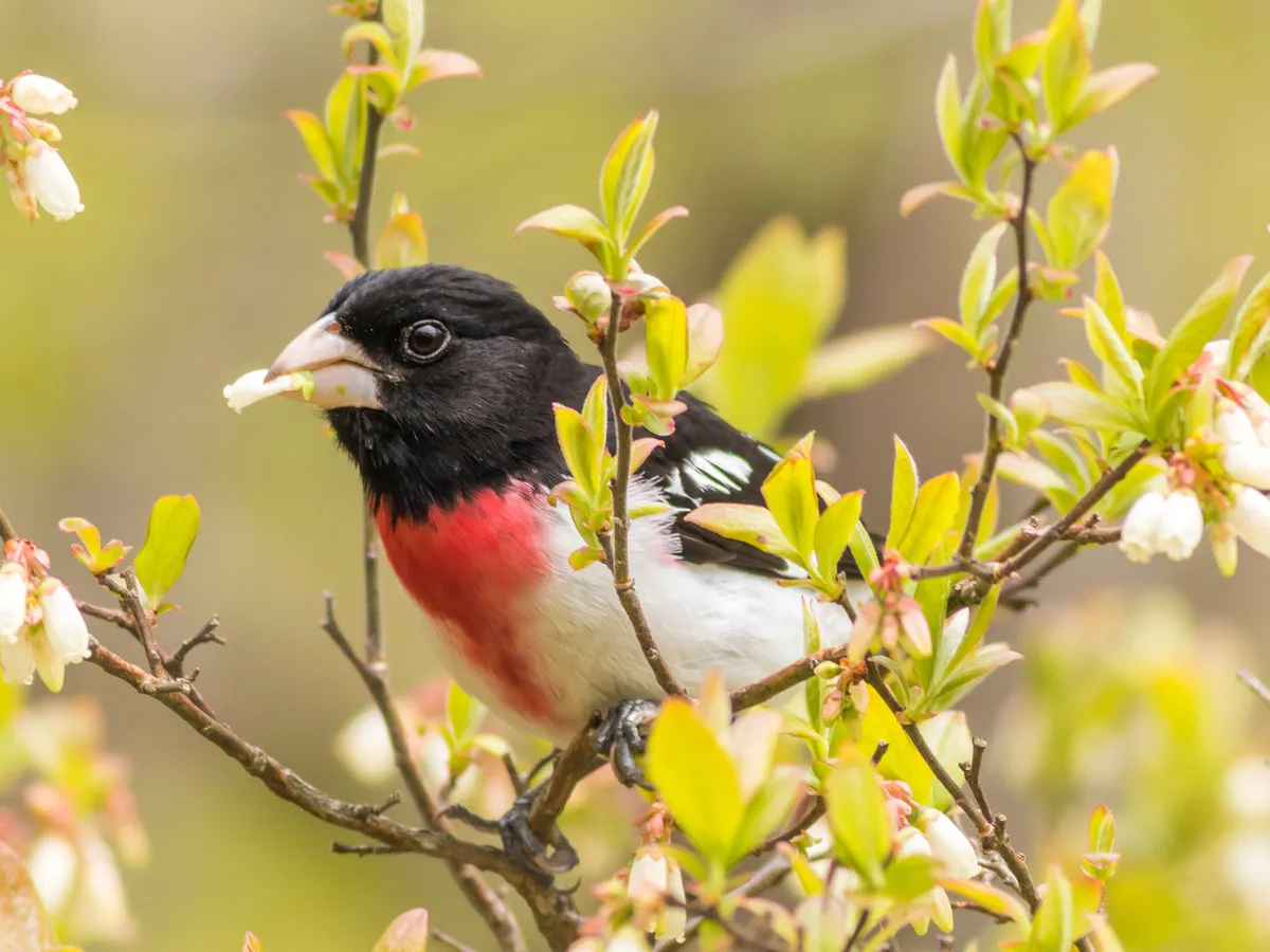 What Do Rose-breasted Grosbeaks Eat? (Diet, Attracting + FAQs)