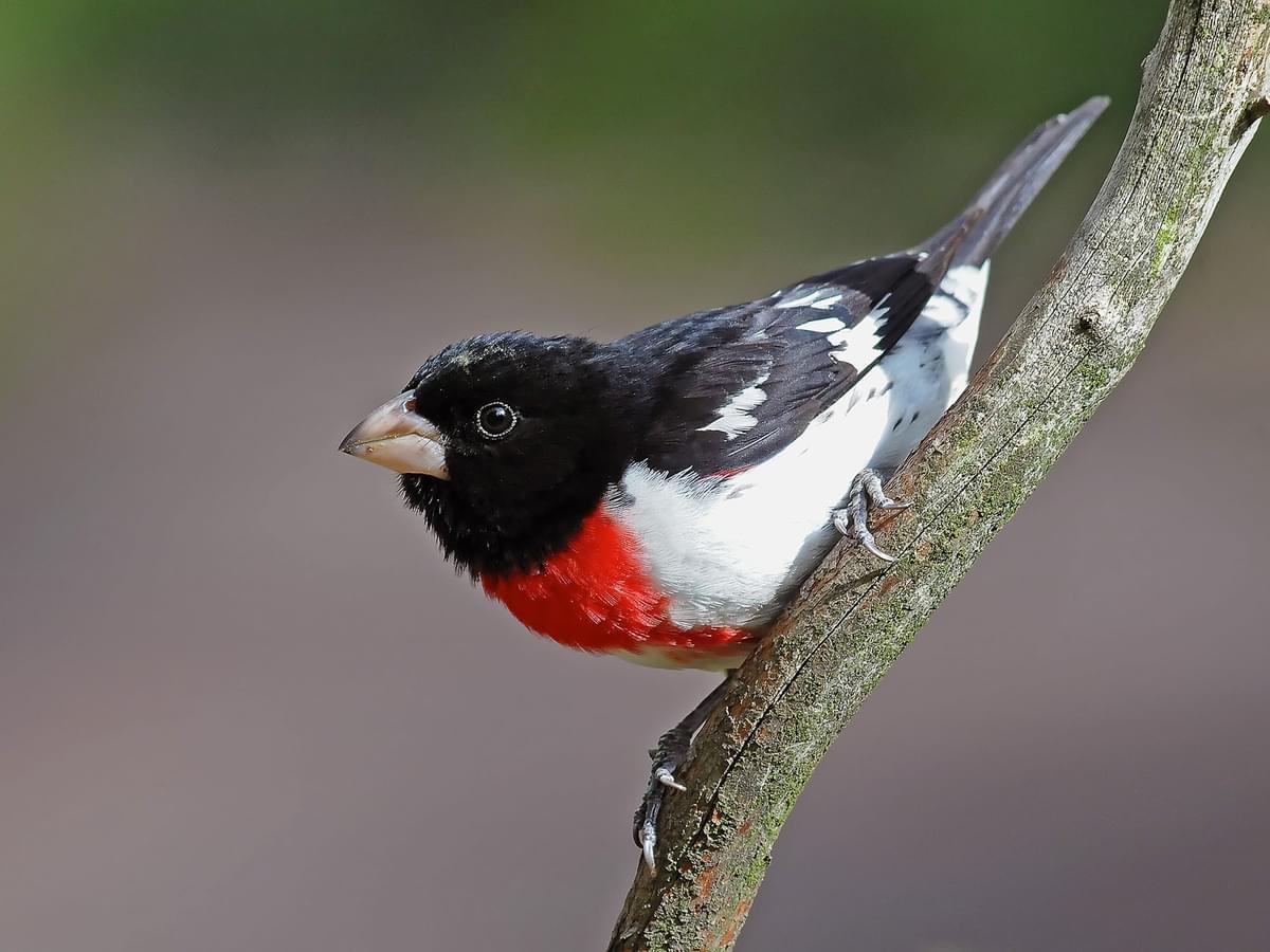 Rose-breasted Grosbeak Migration: A Complete Guide