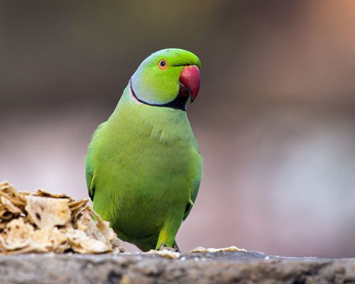 Rose-ringed Parakeet