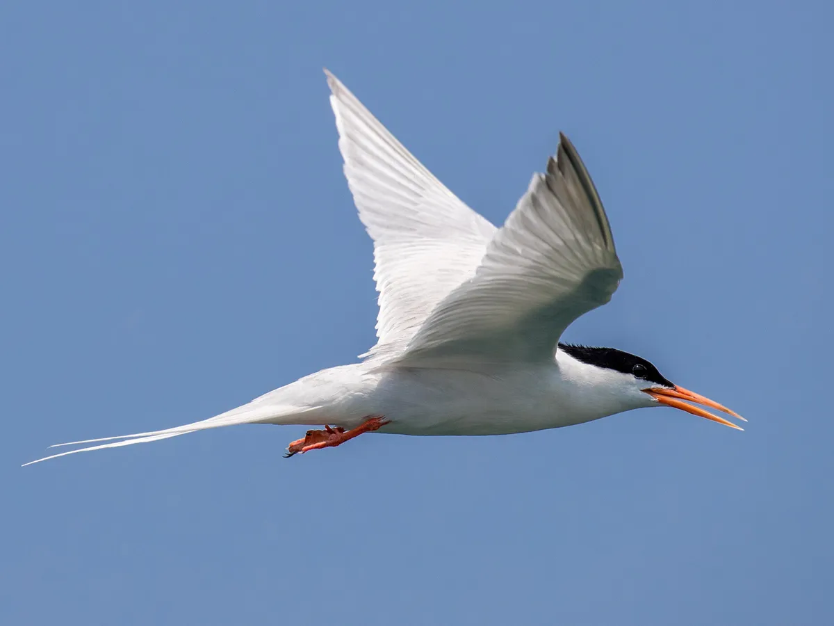 Roseate Tern in-flight