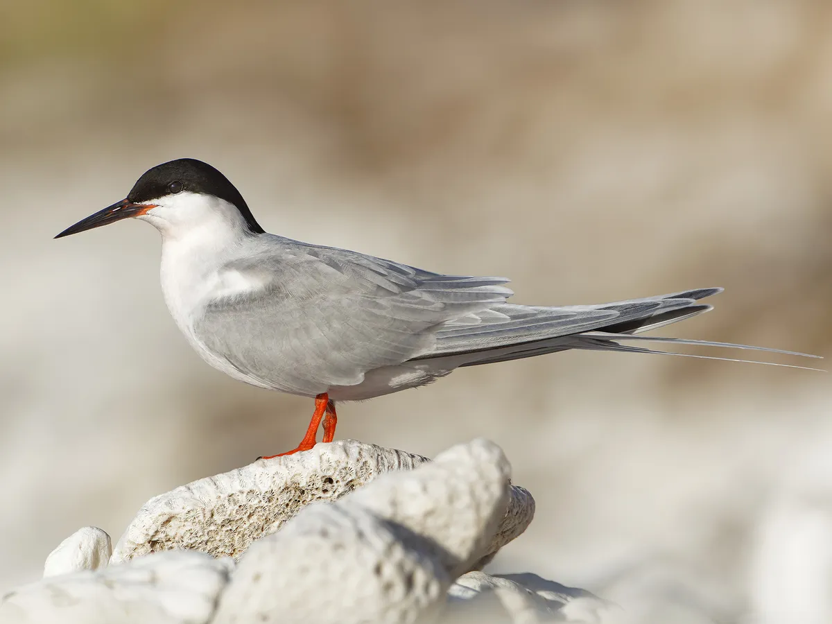 Non-breeding Roseate Tern