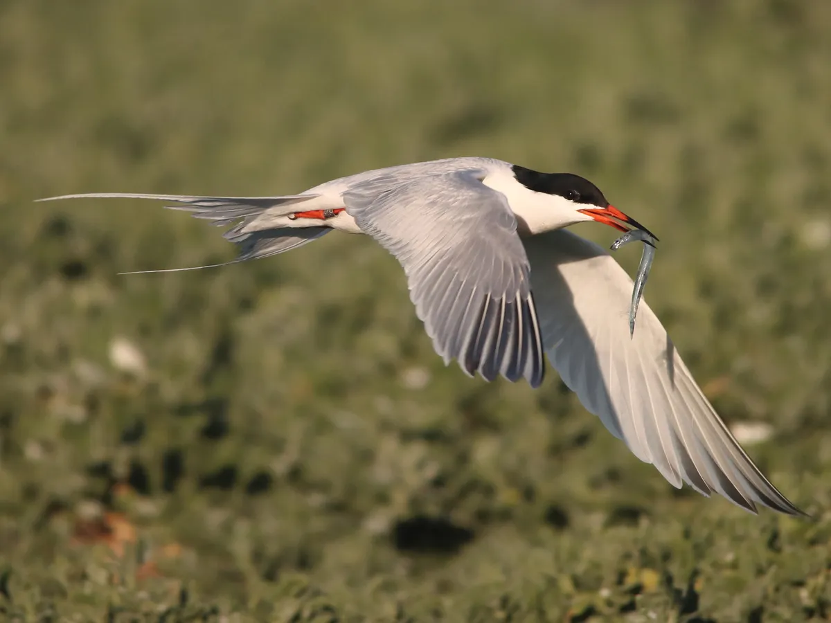Roseate Tern in-flight with its catch