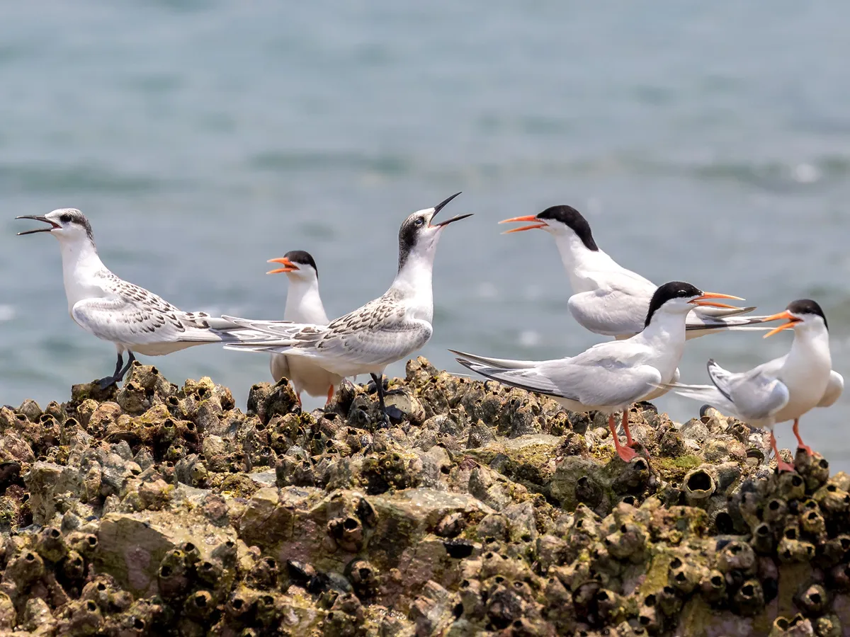 Adult and Juvenile Roseate Terns