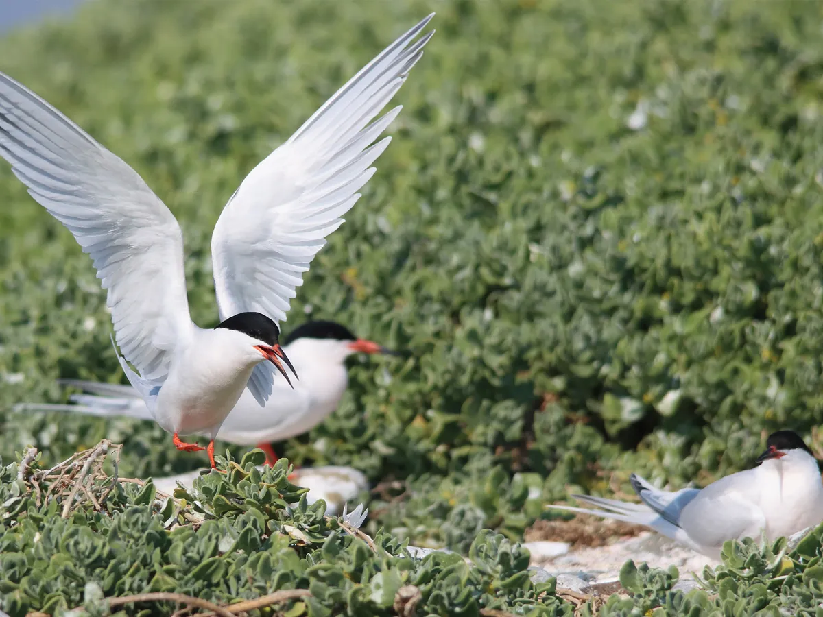 Roseate Terns at nest site