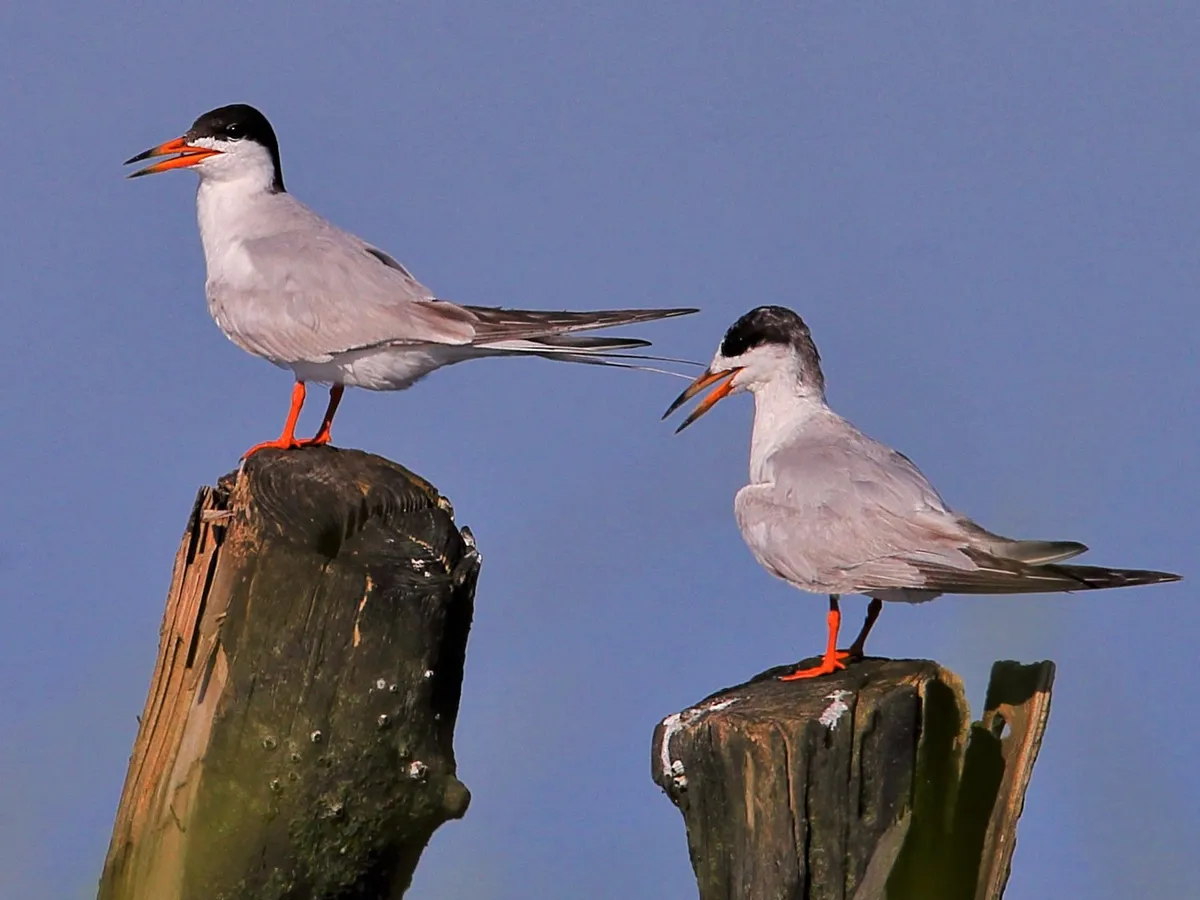 Pair of Roseate Terns perching on wooden poles