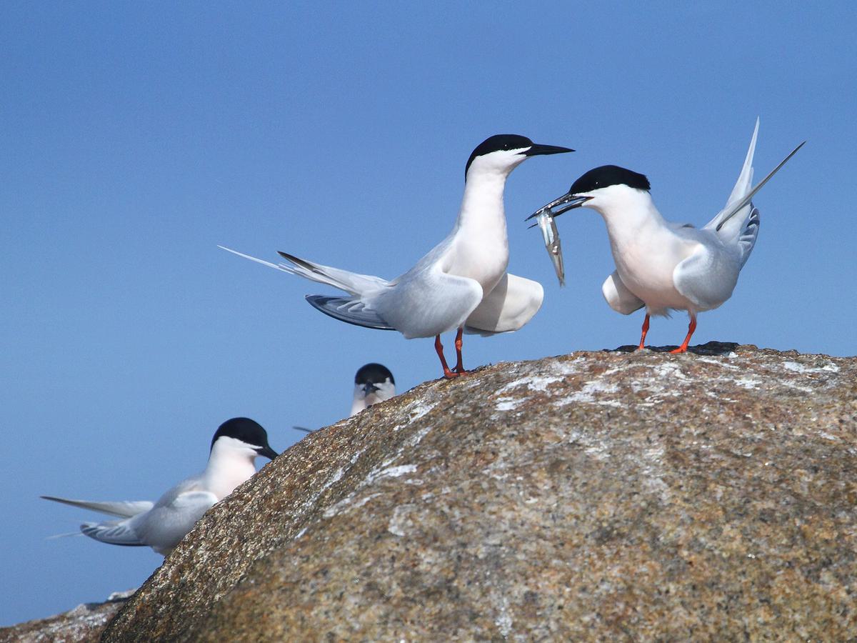 Group of Roseate Terns