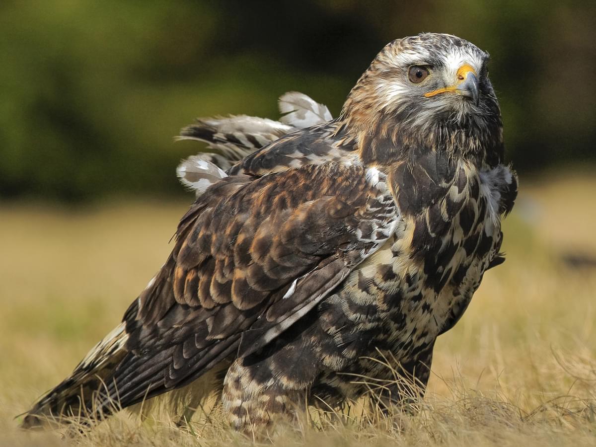 Rough-legged Hawk standing in grassland