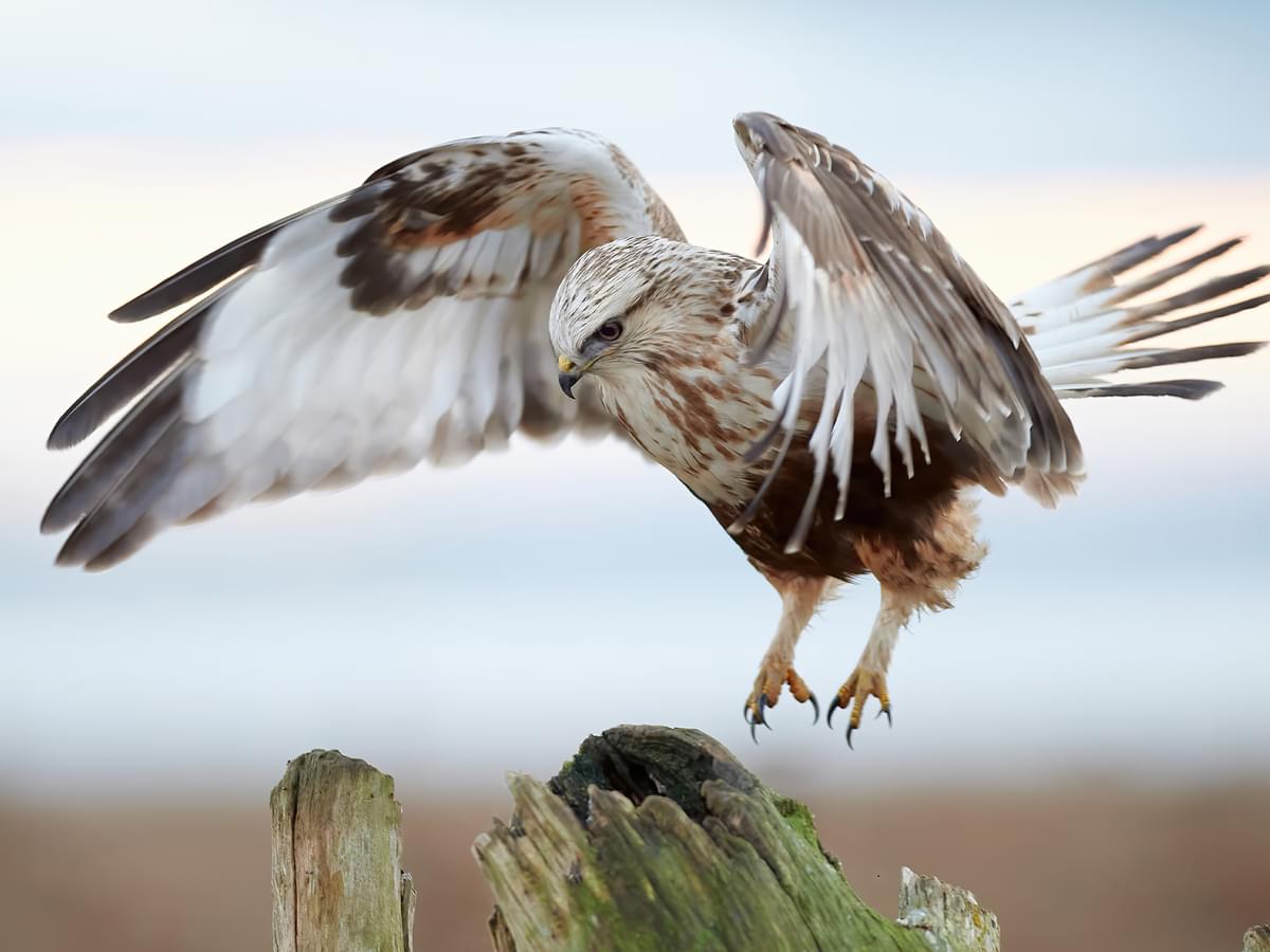 Rough-legged Hawk, light morph, about to land