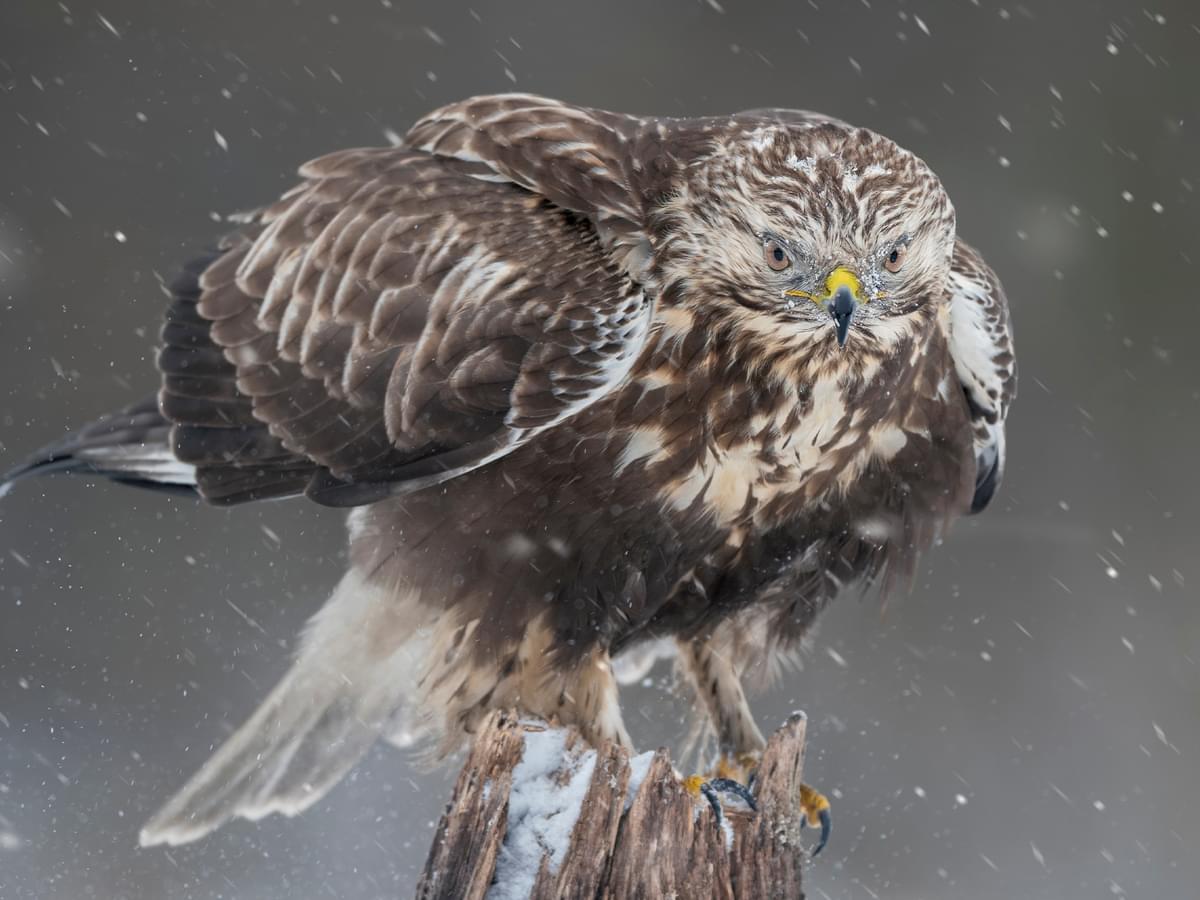Rough-legged Hawk perched on a broken branch during the winter
