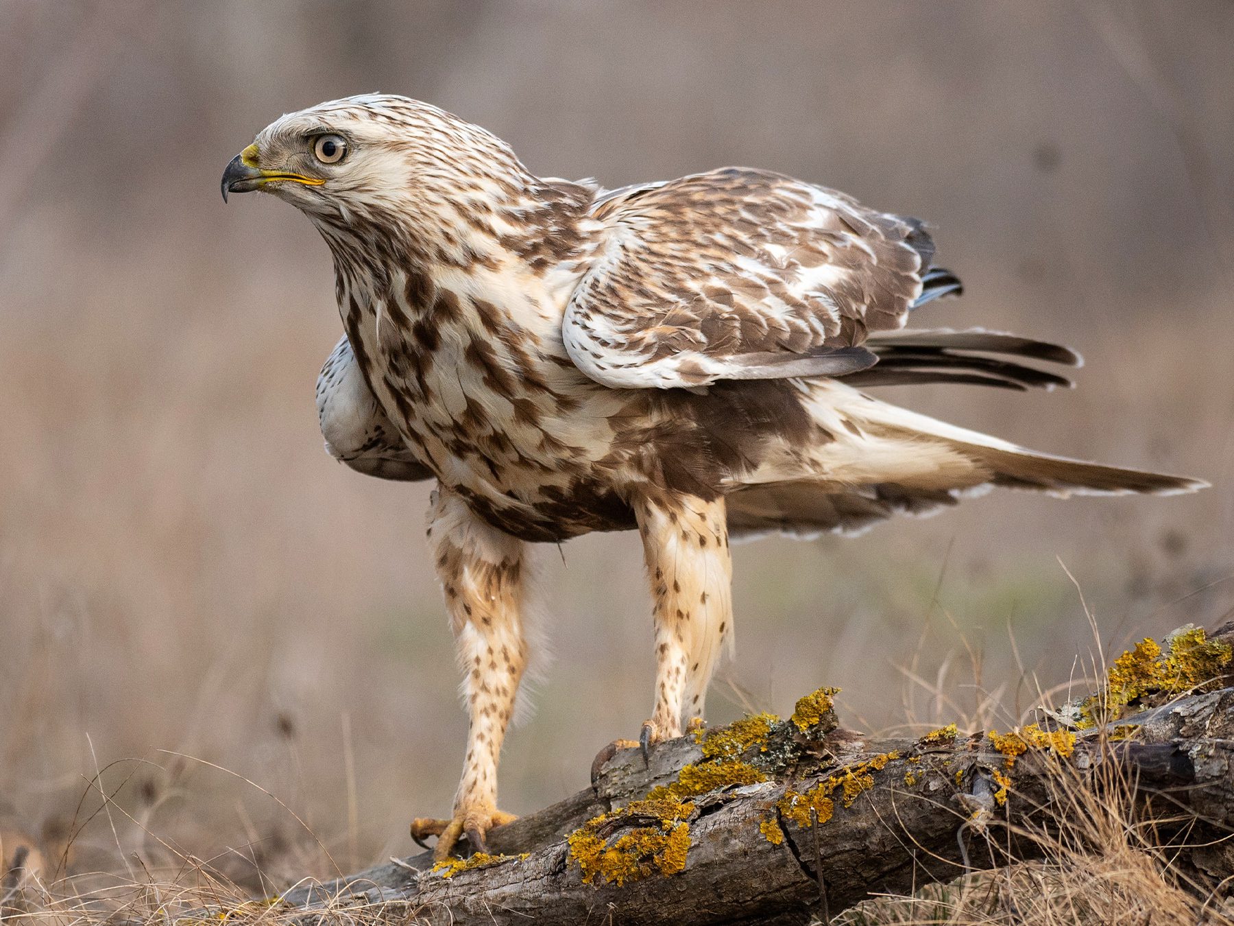 Rough-legged Hawk