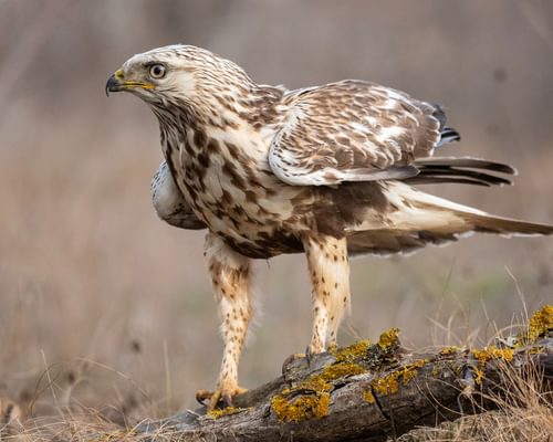 Rough-Legged Hawk