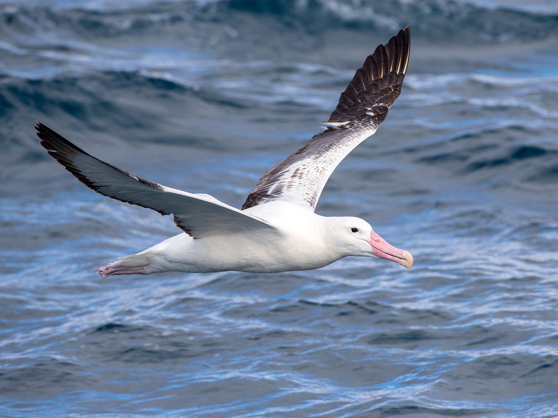 Southern Royal Albatross
