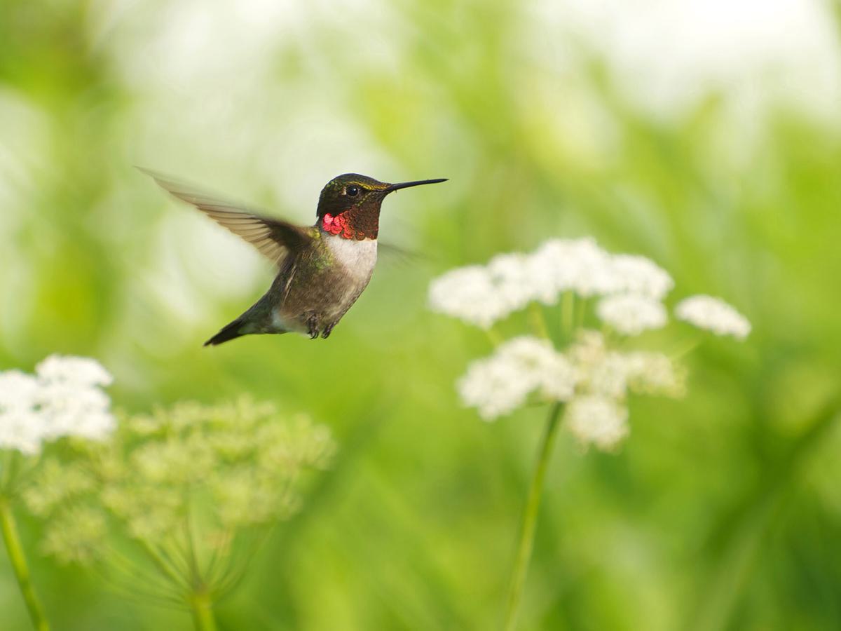 <p><strong>Hummingbird hovering in flight</strong></p>