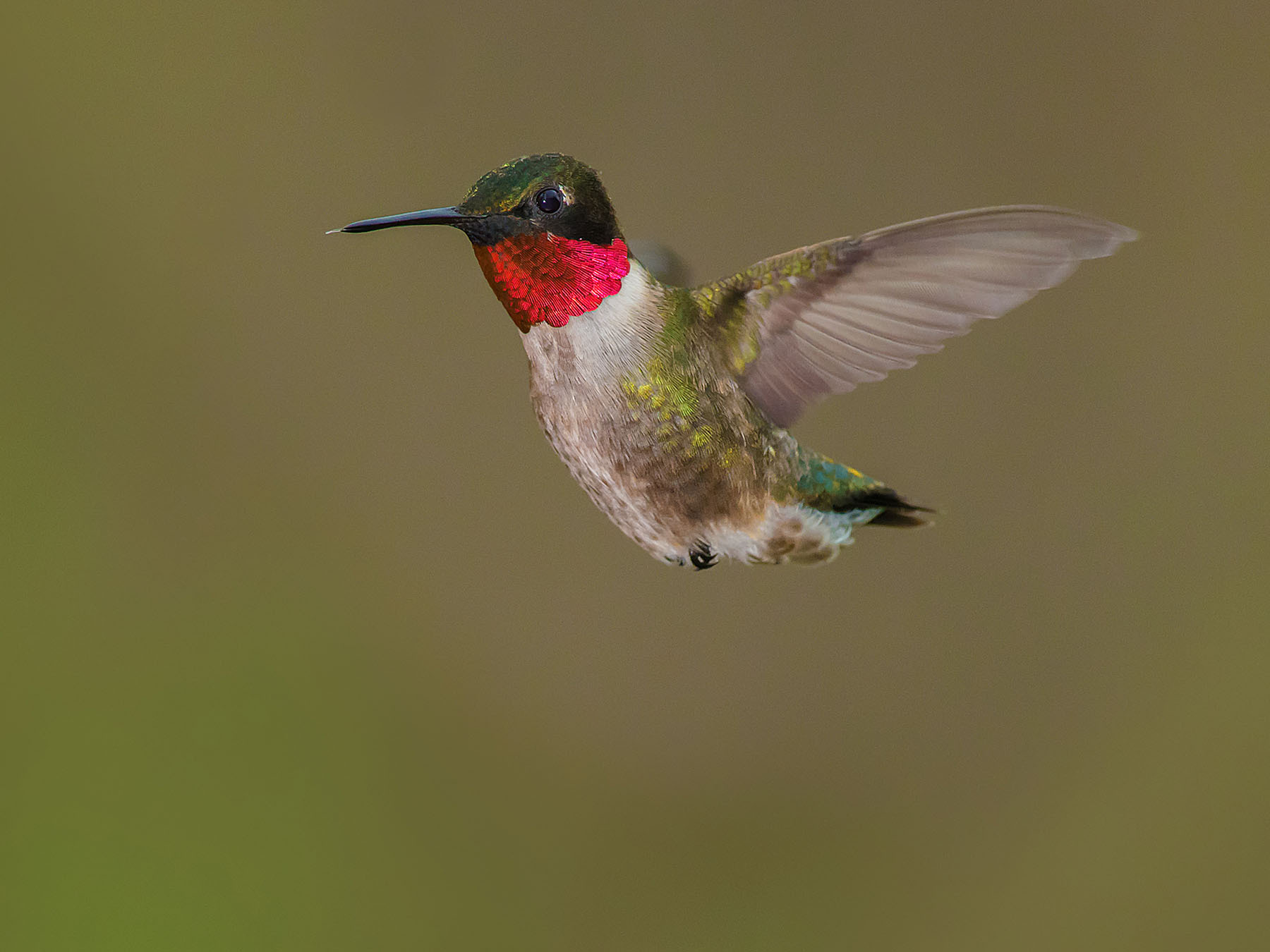 Ruby-throated Hummingbird Migration: A Complete Guide | Birdfact