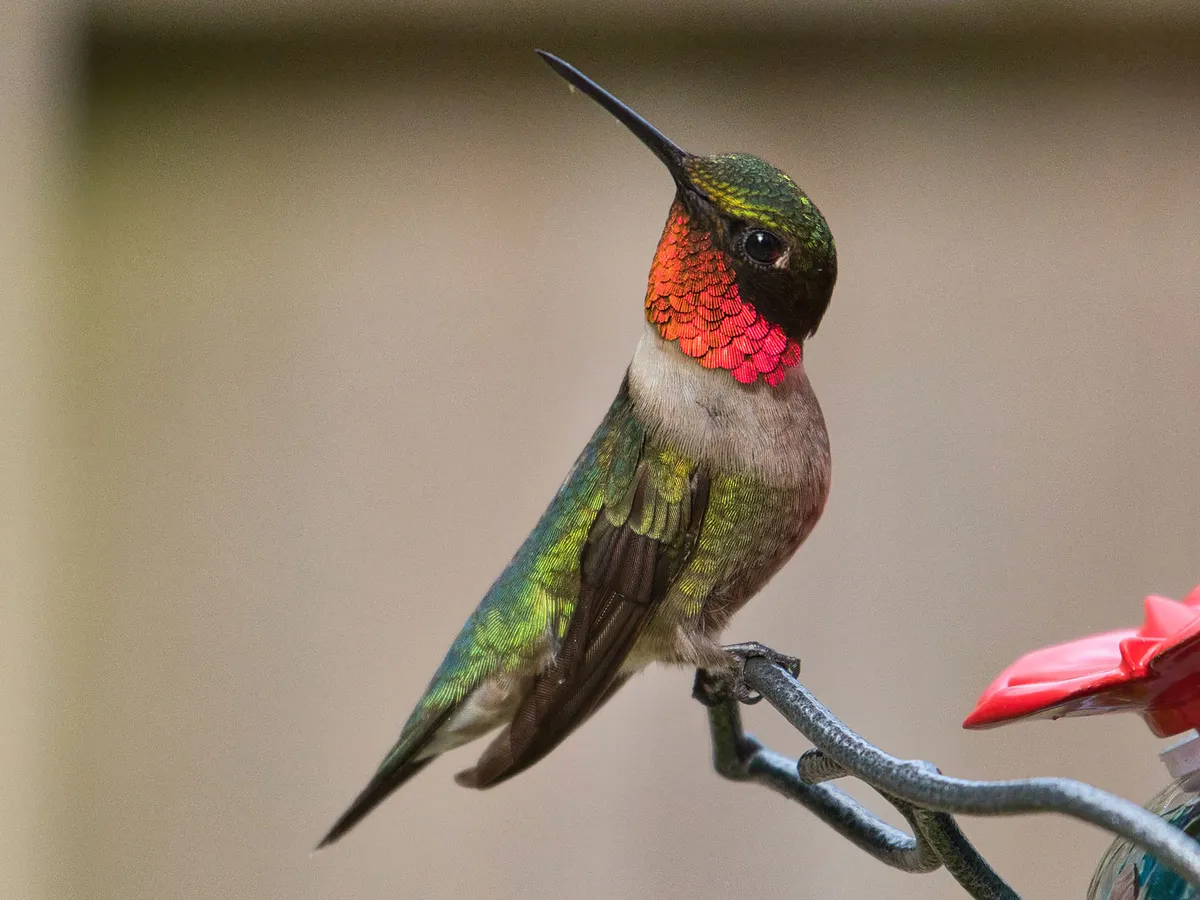 Ruby-throated Hummingbird Migration: A Complete Guide
