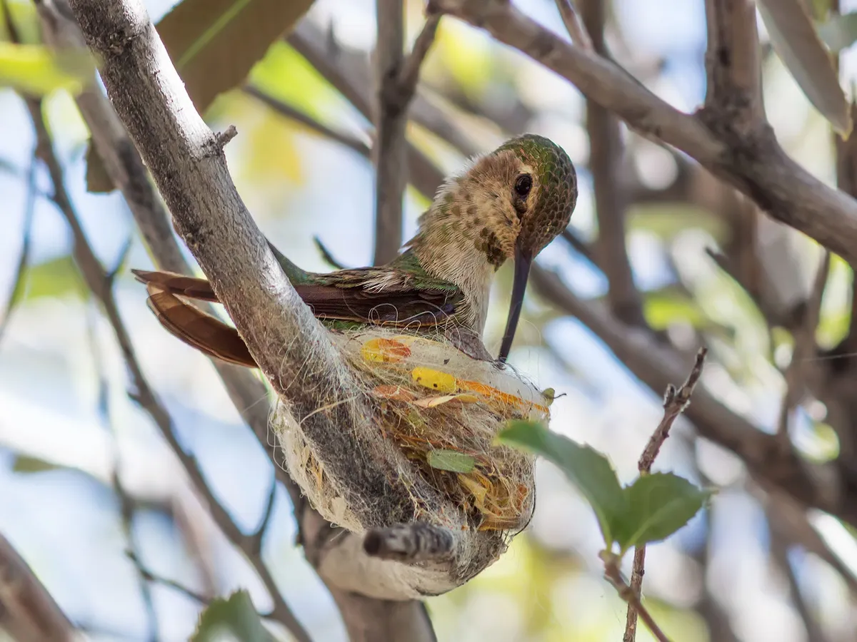 Ruby-throated Hummingbird Nesting (Behavior, Eggs + Location)
