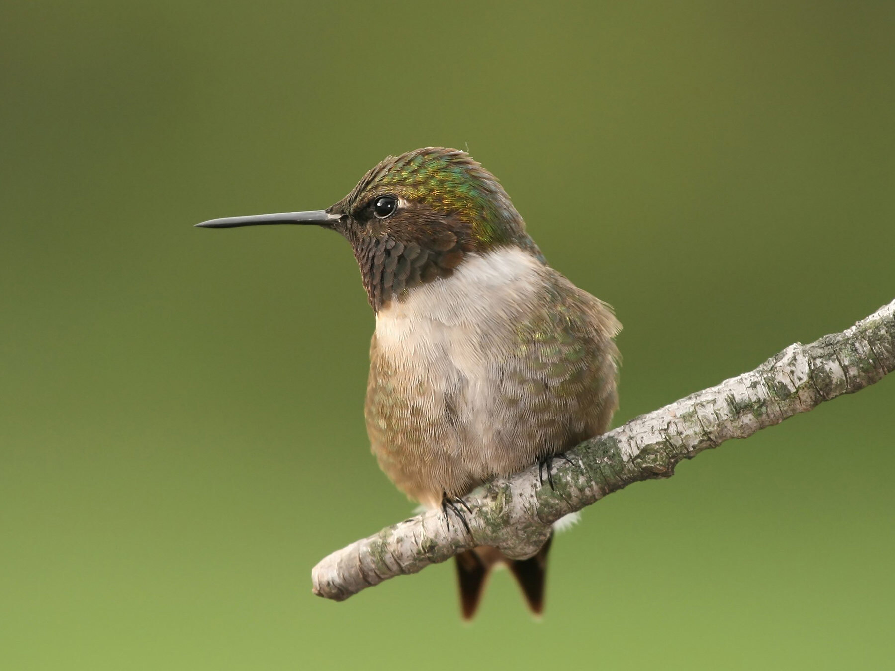 Types of Hummingbirds in New Jersey Guide) Birdfact