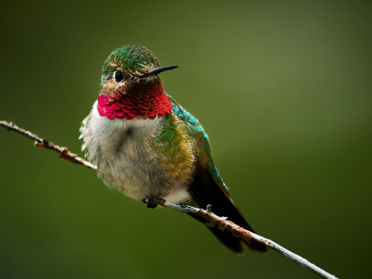 Ruby-throated Hummingbird Range, Habitat + Distribution