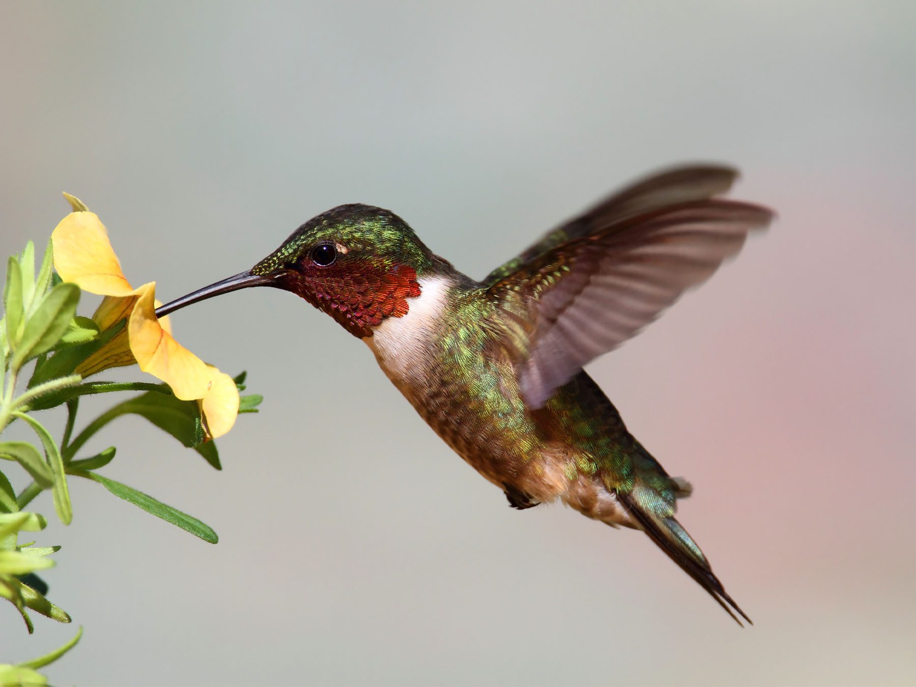 Ruby-throated Hummingbird