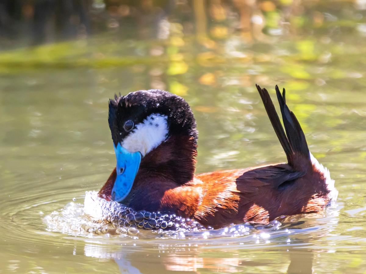 Ruddy Duck in courtship display