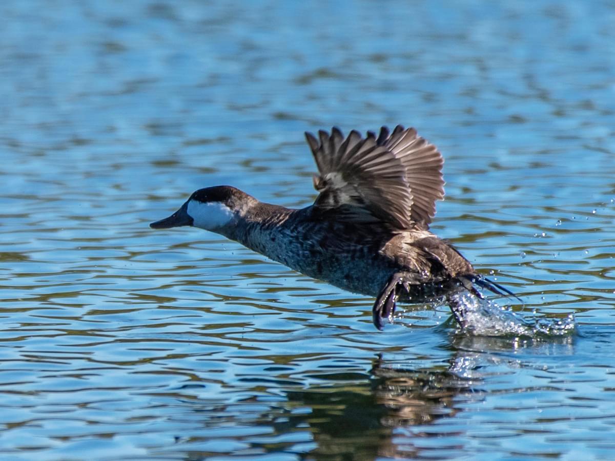 Ruddy Duck skimming across water ready to take-off