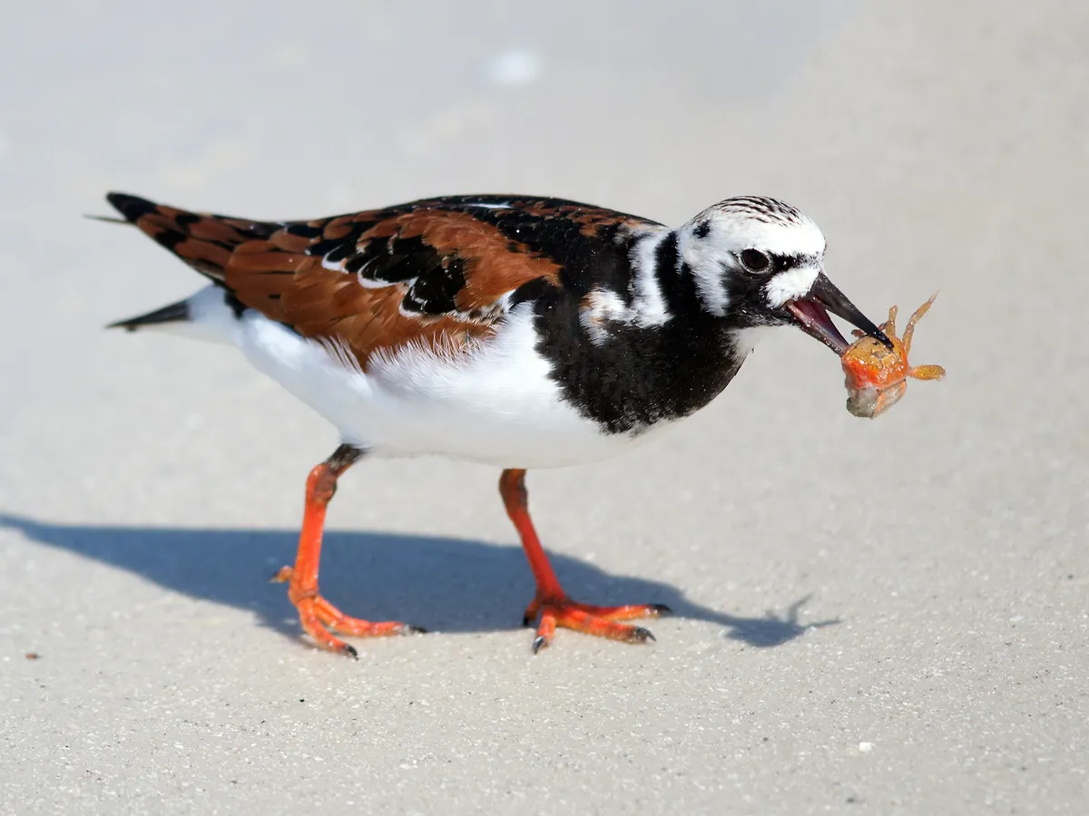 Ruddy Turnstone Bird Facts (Arenaria interpres) | Birdfact