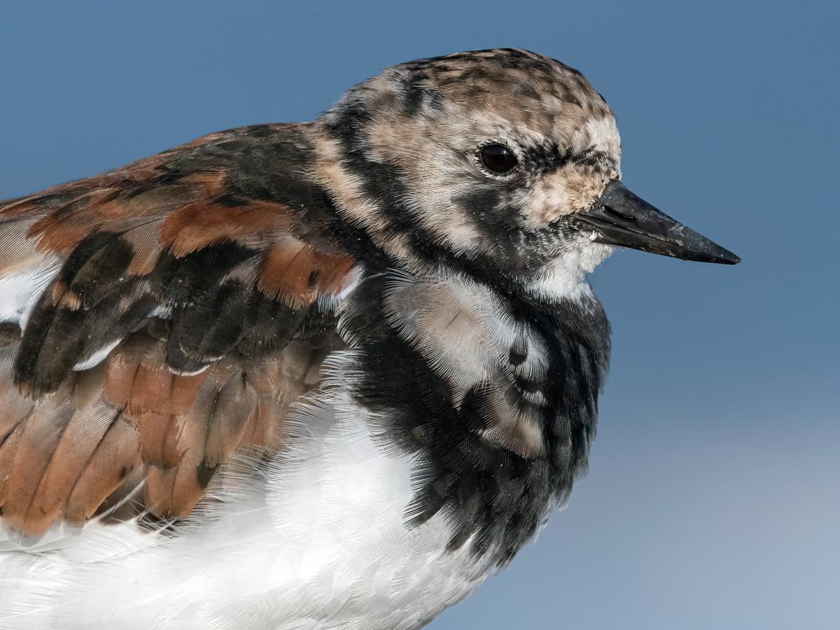 Portrait of a Ruddy Turnstone in breeding plumage