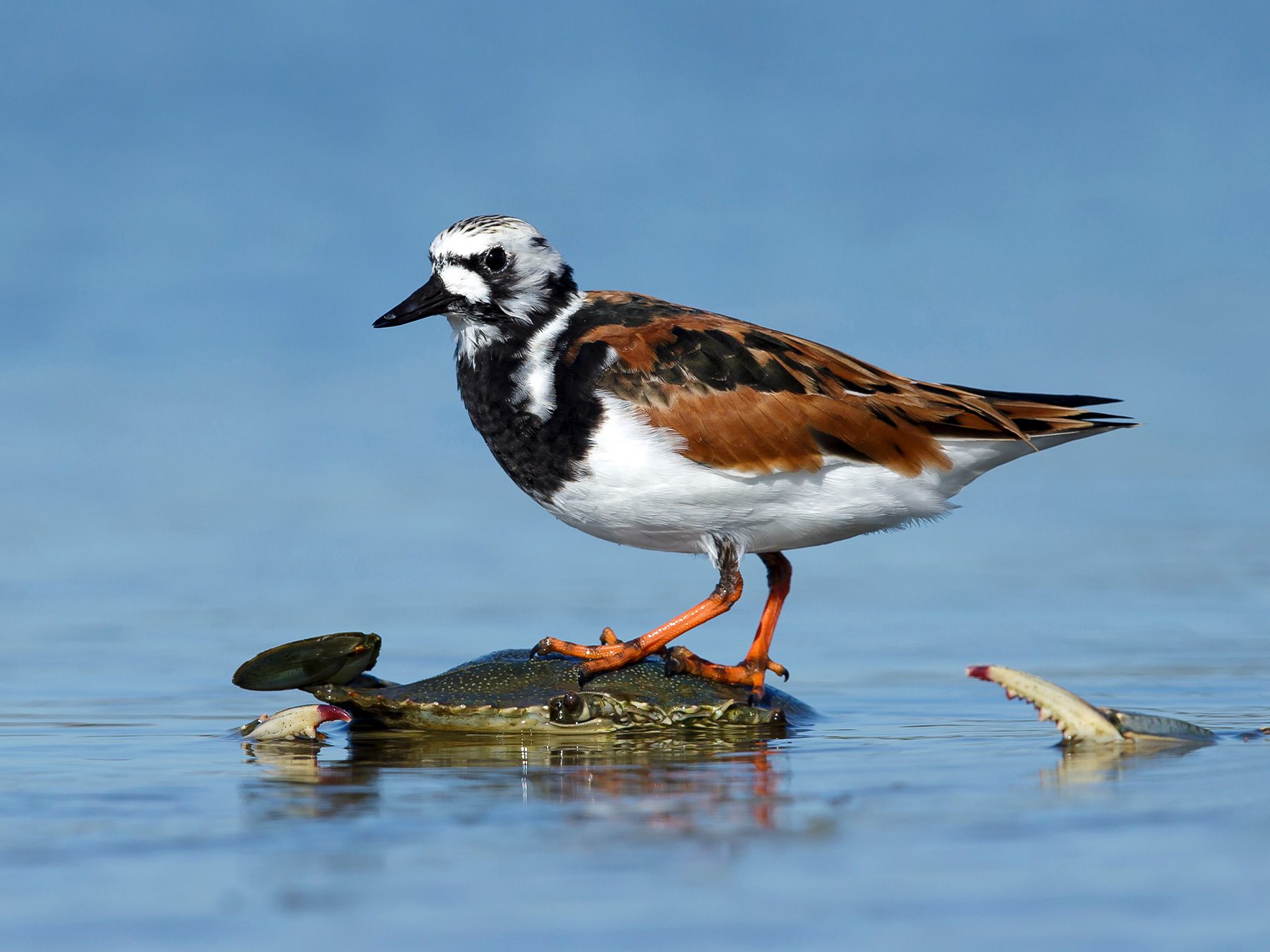 Ruddy Turnstone