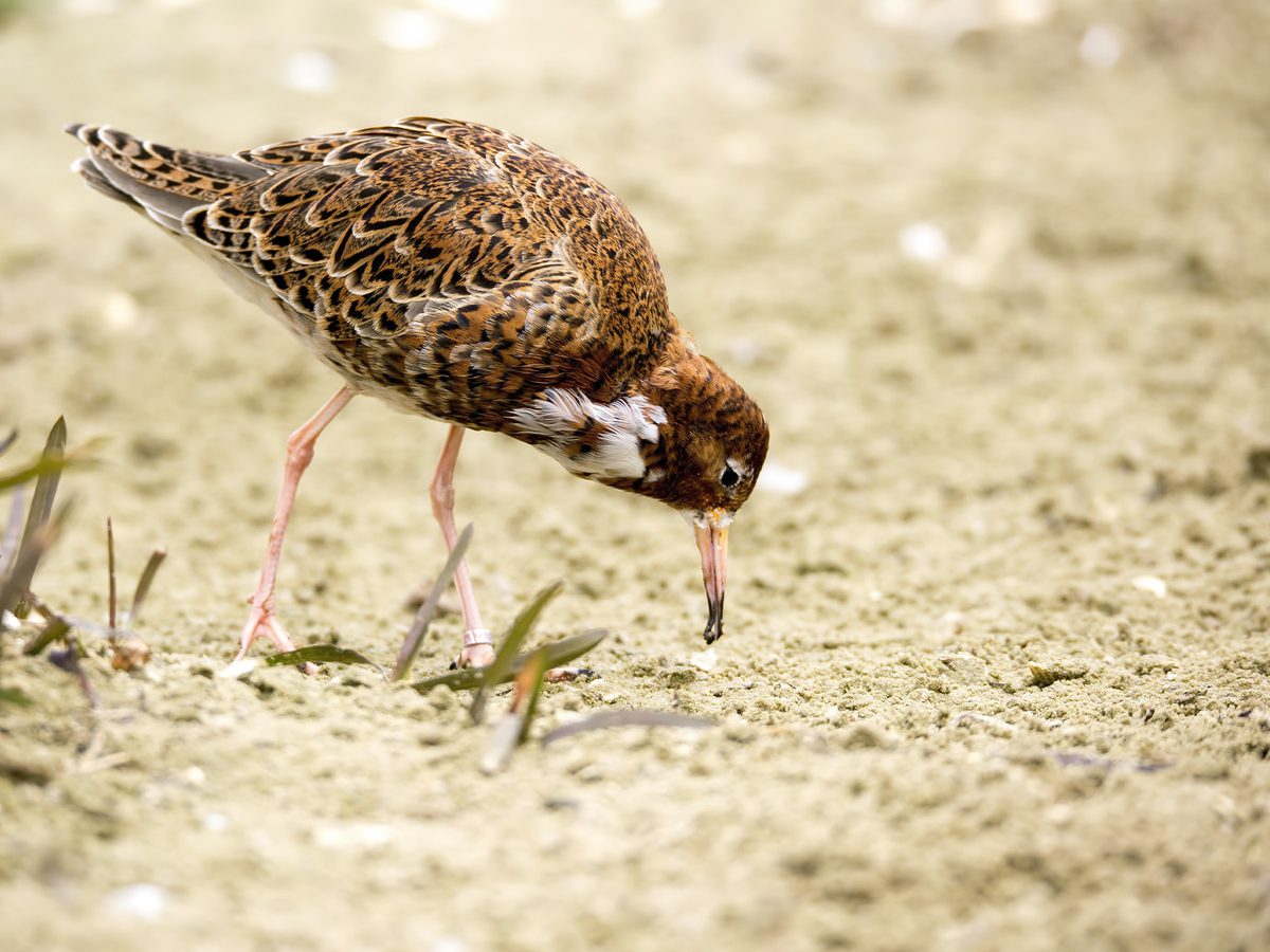 Ruff Bird Facts (Philomachus pugnax) | Birdfact