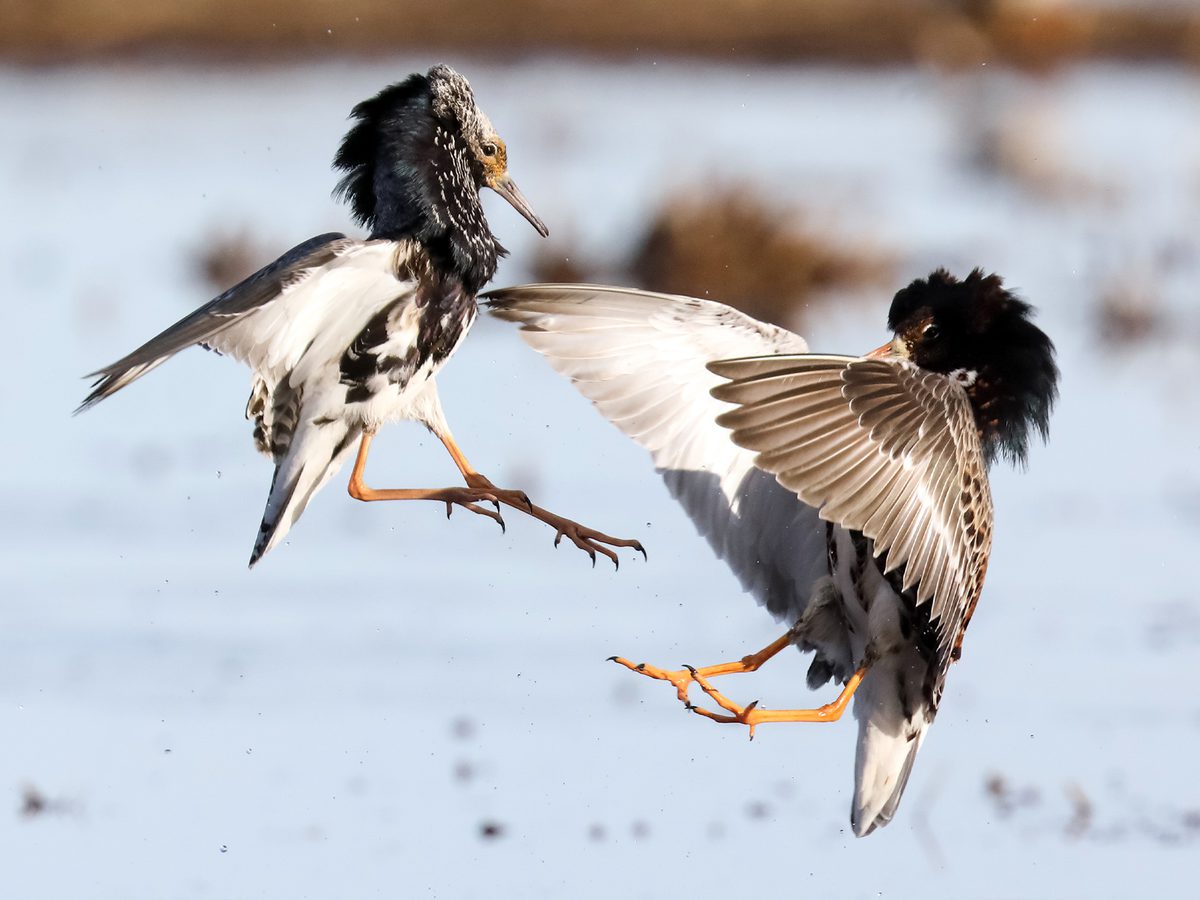 Ruff Bird Facts (Philomachus pugnax) | Birdfact
