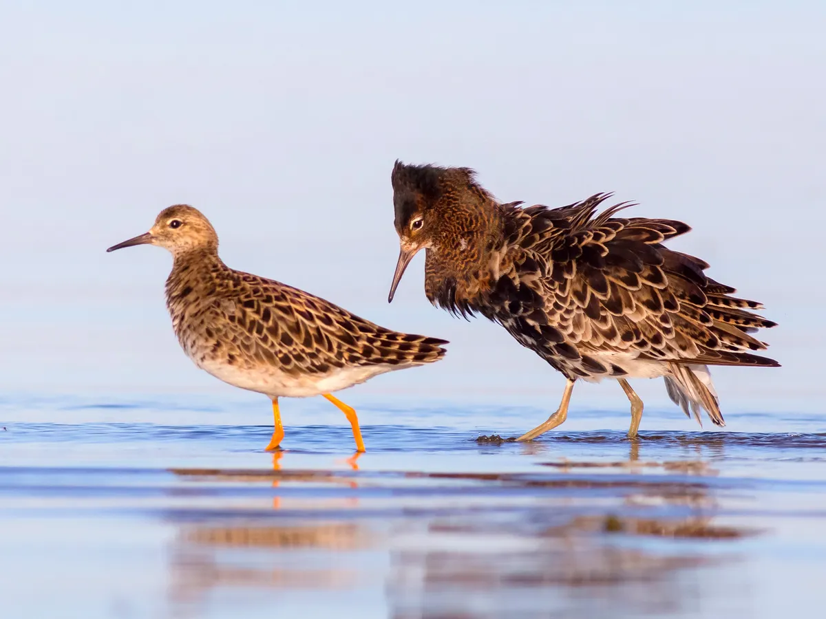 Ruff Bird Facts (Philomachus pugnax) | Birdfact