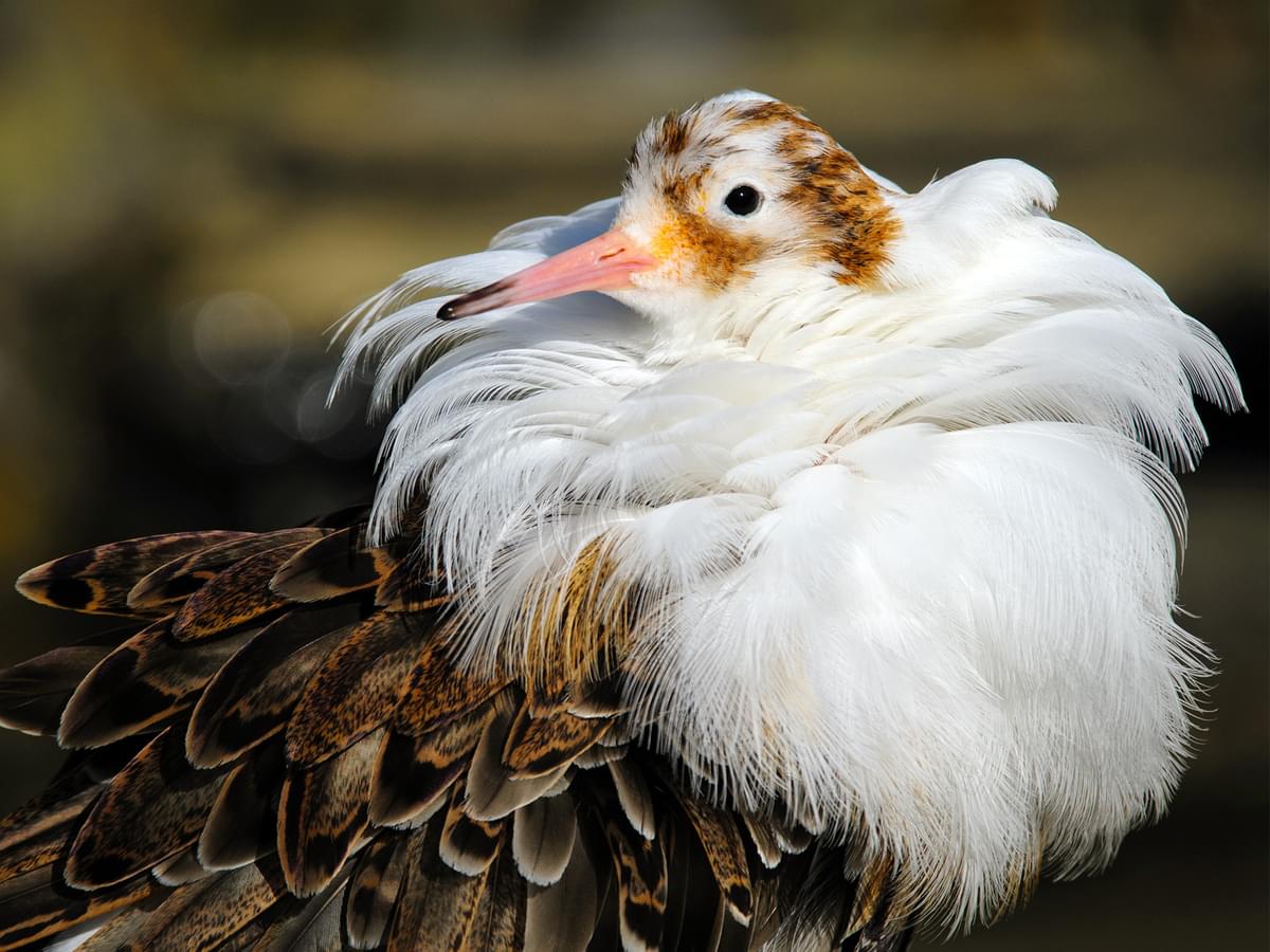 Ruff, breeding plumage, portrait