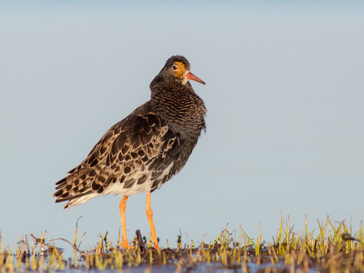 Ruff Bird Facts (Philomachus pugnax) | Birdfact
