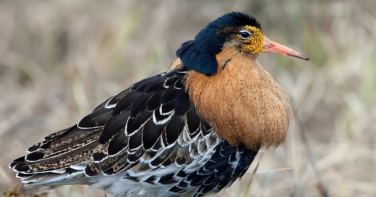 Ruff Bird Facts (Philomachus pugnax) | Birdfact