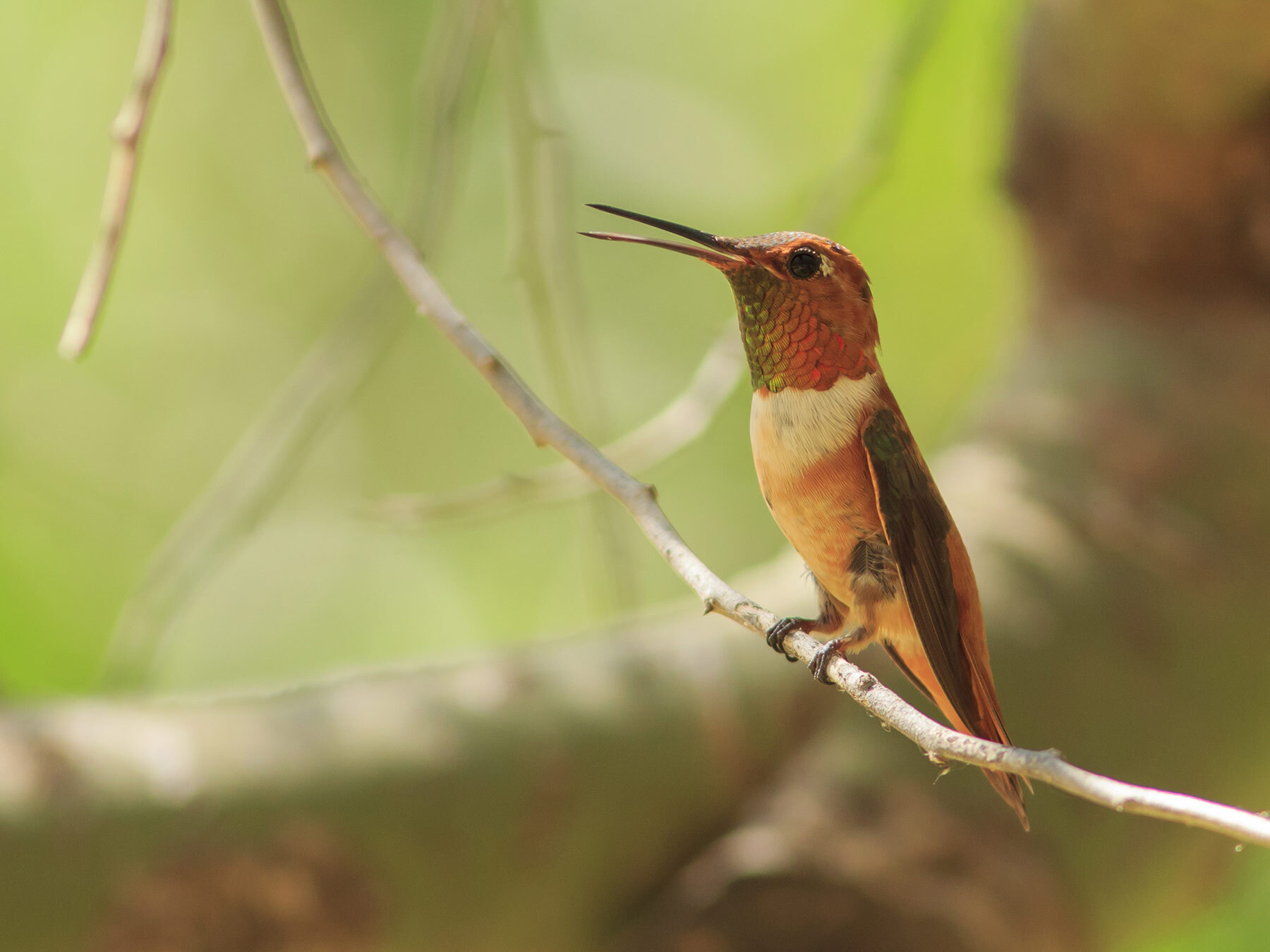 Types of Hummingbirds in New Jersey Guide) Birdfact
