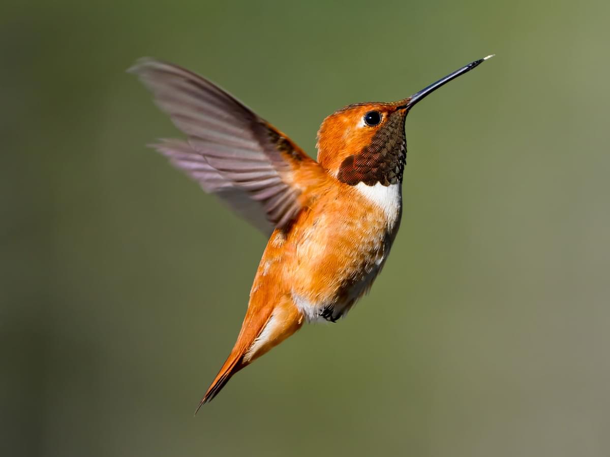 Rufous Hummingbird Migration: A Complete Guide