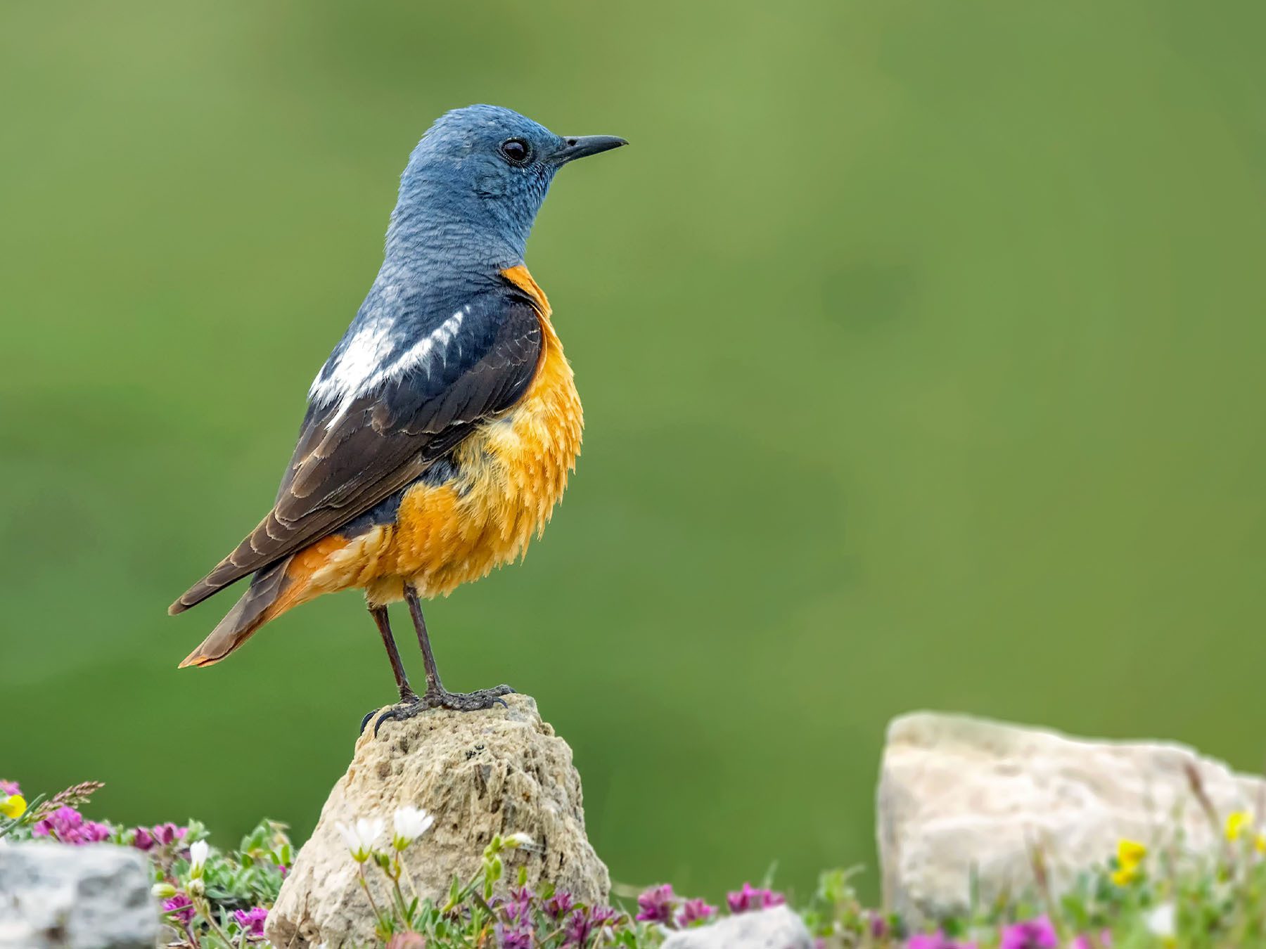 Rufous-tailed Rock-thrush