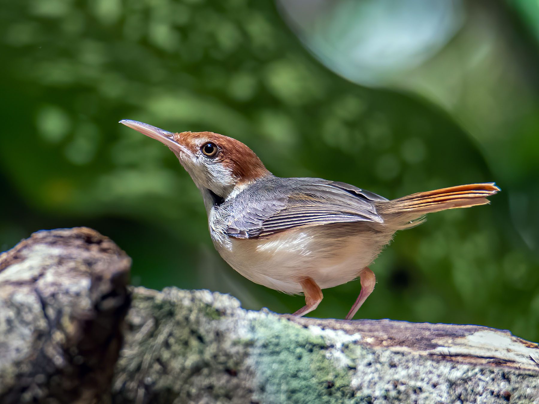 Rufous-tailed Tailorbird