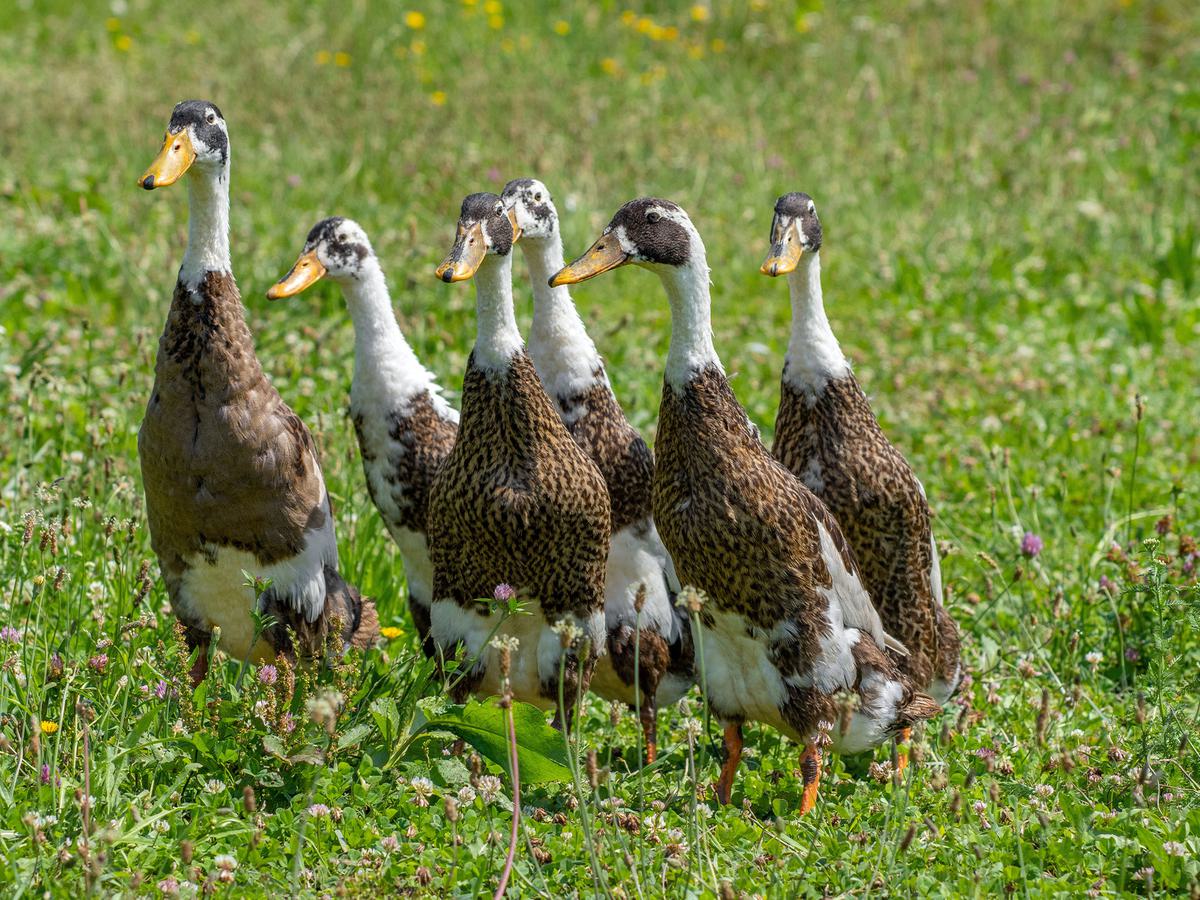 A small flock of Runner Ducks in grassland habitat