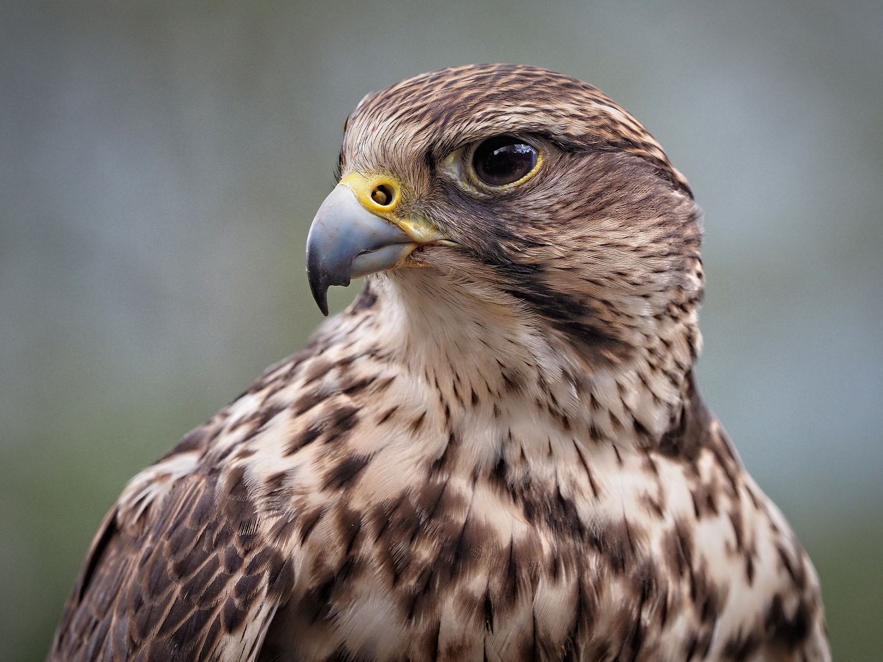 Saker Falcon Bird Facts (Falco cherrug) | Birdfact
