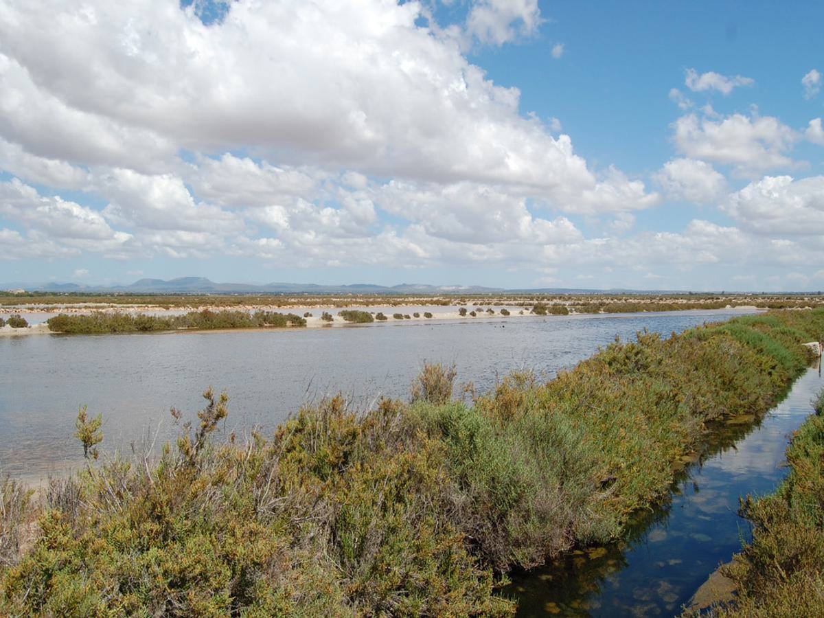 Salobrar de Campos