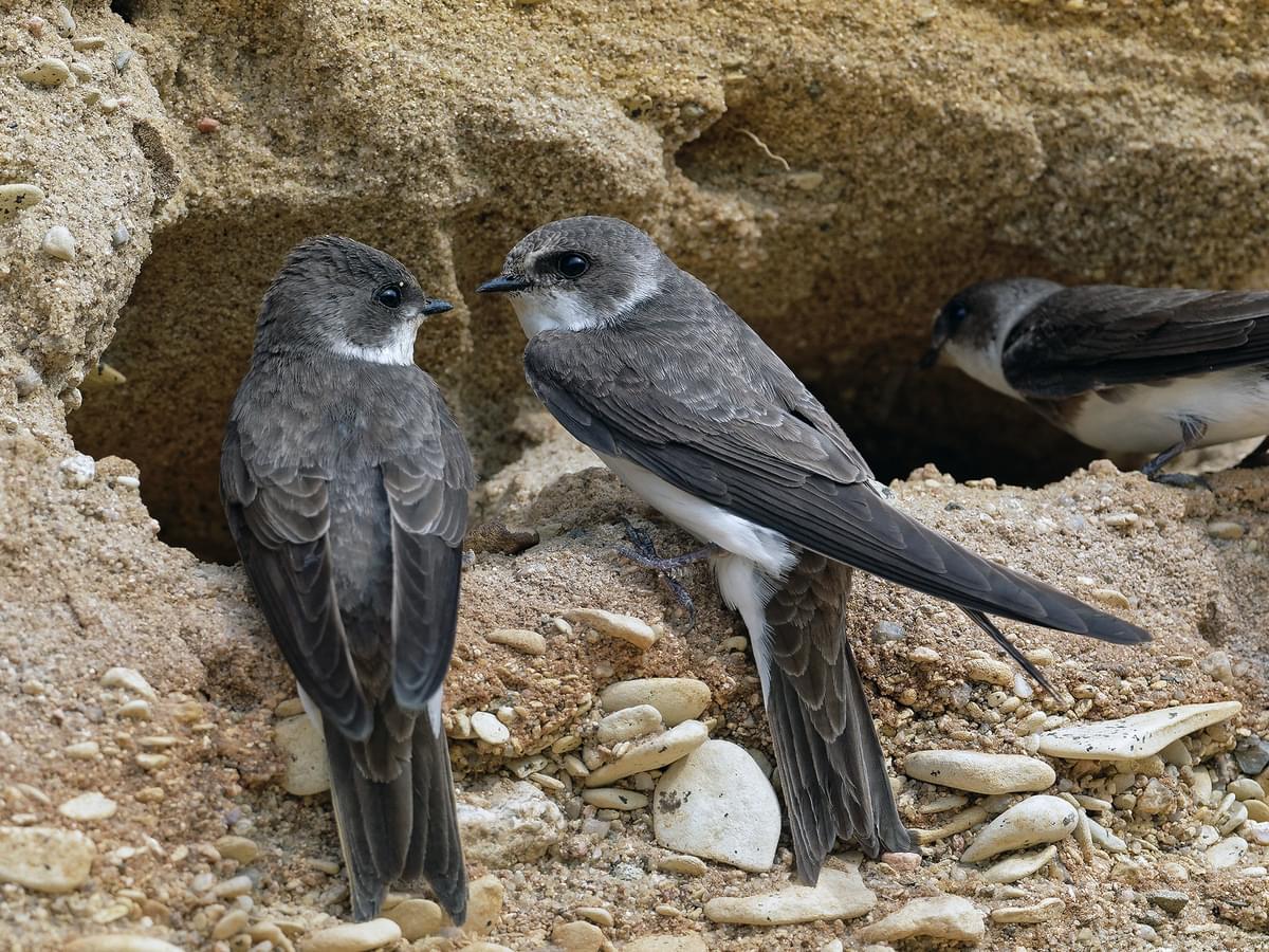 Pair of Sand Martins outside their nest