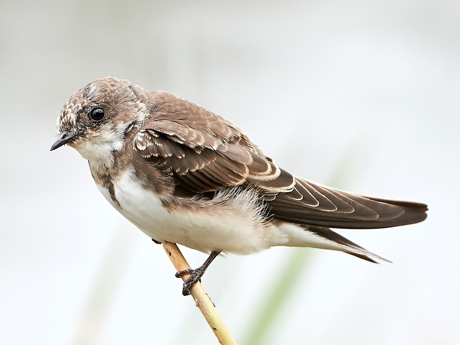 Sand Martin