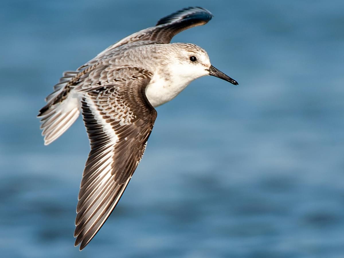Sanderling in-flight over the open sea