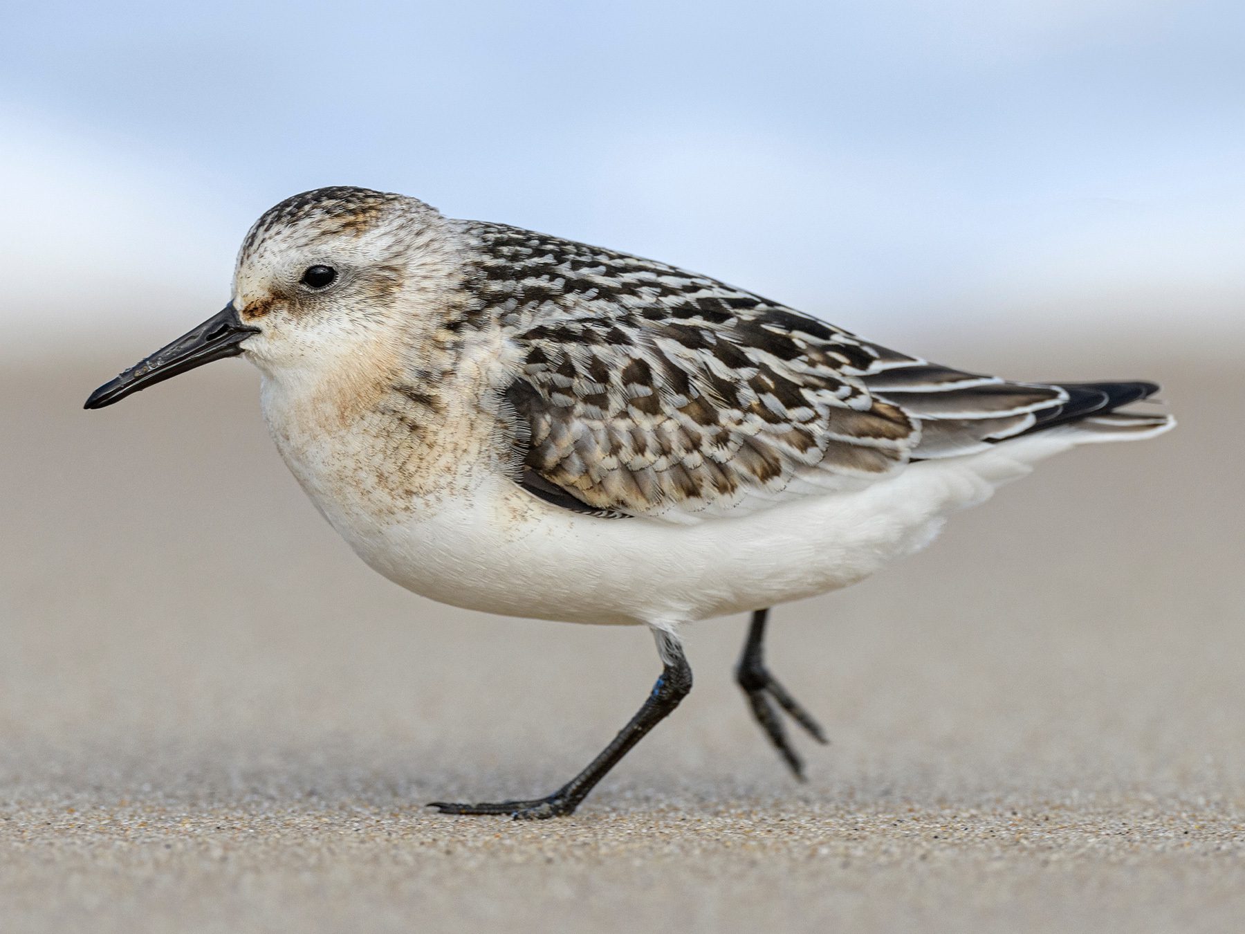 Sanderling